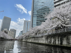 目黒川お花見クルーズ
