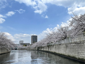 目黒川お花見クルーズ