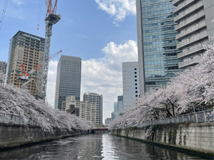 桜並木の下を運航