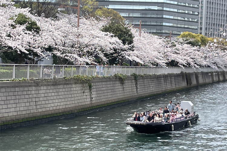 目黒川雅叙園近くのさくら