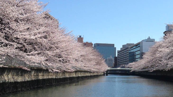 深川さくらまつり期間中の大横川両岸の桜並木